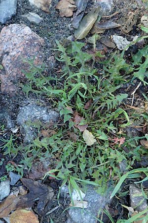 Taraxacum sect. Ruderalia \ Gewhnlicher Lwenzahn, Kuhblume, D Weinheim an der Bergstraße 14.10.2017