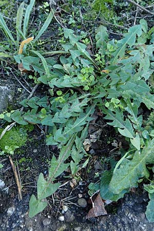 Taraxacum plumbeum \ Frnkischer Schwielen-Lwenzahn / Franconian Lesser Dandelion, D Weinheim an der Bergstraße 14.10.2017