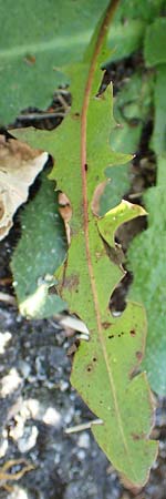 Taraxacum sect. Ruderalia \ Gewhnlicher Lwenzahn, Kuhblume, D Weinheim an der Bergstraße 14.10.2017