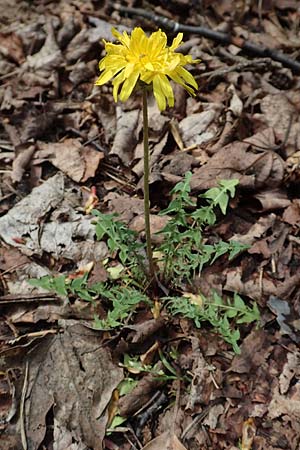 Taraxacum tortilobum, Gedrehtlappiger Lwenzahn