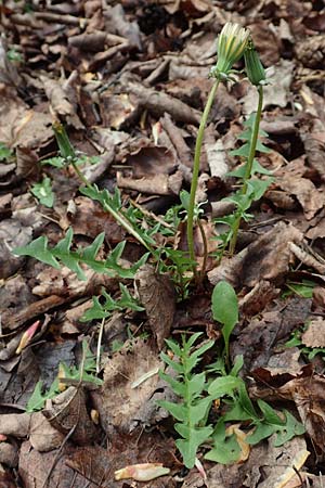 Taraxacum bellicum \ Pflaumenfarbener Lwenzahn / Plum-Colored Dandelion, D Mannheim 23.4.2018