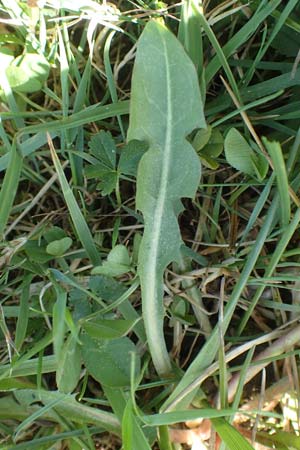 Taraxacum hollandicum \ Hollndischer Sumpf-Lwenzahn / Dutch Marsh Dandelion, D Konstanz 24.4.2018