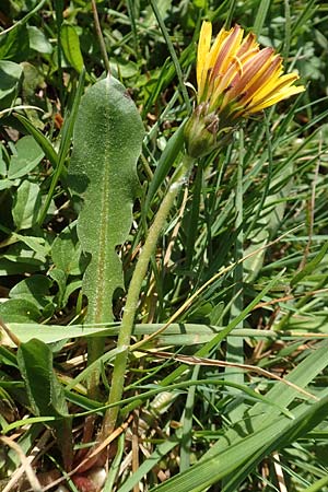 Taraxacum hollandicum \ Hollndischer Sumpf-Lwenzahn / Dutch Marsh Dandelion, D Konstanz 24.4.2018