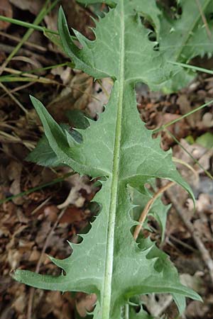 Taraxacum specG ? \ Lwenzahn, D Westerwald, Hasselbach 8.6.2020