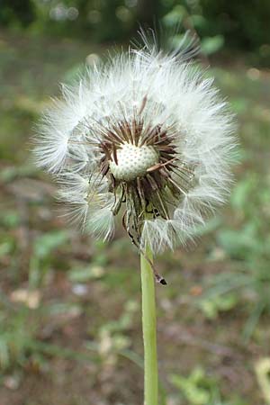 Taraxacum specG ? \ Lwenzahn, D Westerwald, Hasselbach 8.6.2020