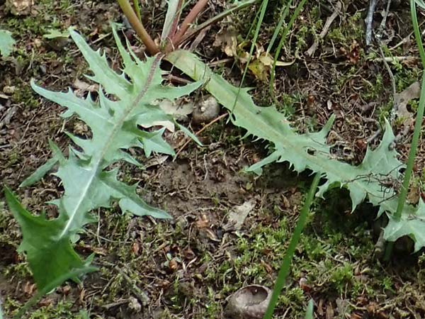 Taraxacum specG ? \ Lwenzahn / Dandelion, D Westerwald, Hasselbach 8.6.2020