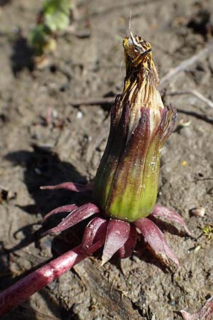 Taraxacum spec7 ? / Dandelion, D Schutterwald 27.4.2021