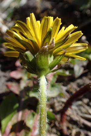 Taraxacum specH ? / Dandelion, D Neuried-Altenheim 27.4.2021