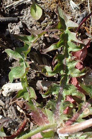 Taraxacum specH ? / Dandelion, D Neuried-Altenheim 27.4.2021