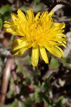 Taraxacum specH ? / Dandelion, D Neuried-Altenheim 27.4.2021