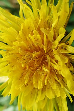 Taraxacum sect. Ruderalia \ Gewhnlicher Lwenzahn, Kuhblume / Dandelion, D Mannheim 26.3.2024