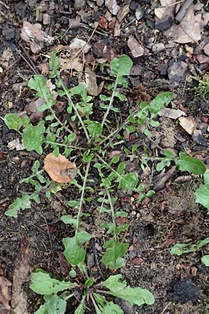 Lapsana communis subsp. communis \ Gemeiner Rainkohl / Nipplewort, D Mannheim 1.4.2024