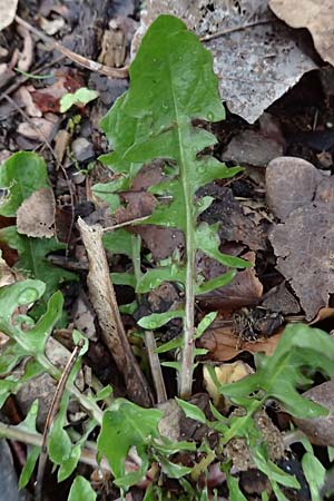 Lapsana communis subsp. communis \ Gemeiner Rainkohl / Nipplewort, D Mannheim 1.4.2024