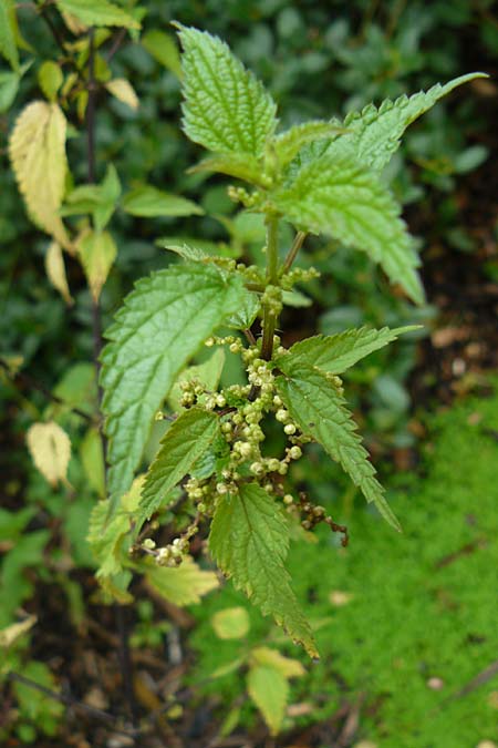 Urtica kioviensis \ Rhricht-Brenn-Nessel, Ukrainische Brenn-Nessel / Kievan Nettle, D Botan. Gar.  Universit.  Mainz 13.9.2008