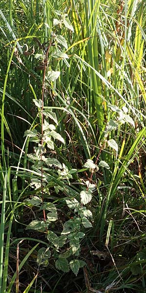 Urtica kioviensis \ Rhricht-Brenn-Nessel, Ukrainische Brenn-Nessel / Kievan Nettle, D Berlin-Charlottenburg 30.10.2017