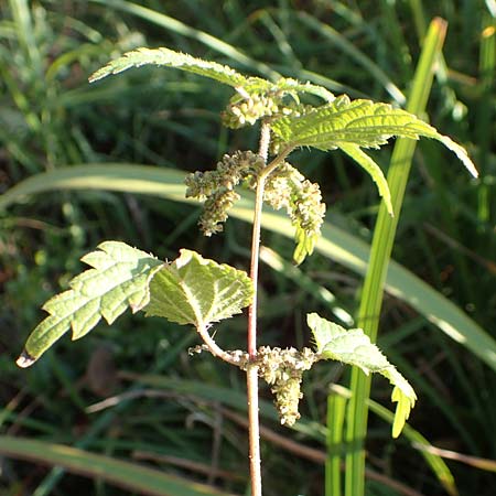 Urtica kioviensis \ Rhricht-Brenn-Nessel, Ukrainische Brenn-Nessel / Kievan Nettle, D Berlin-Charlottenburg 30.10.2017