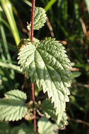 Urtica kioviensis \ Rhricht-Brenn-Nessel, Ukrainische Brenn-Nessel / Kievan Nettle, D Berlin-Charlottenburg 30.10.2017