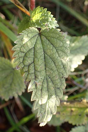 Urtica kioviensis \ Rhricht-Brenn-Nessel, Ukrainische Brenn-Nessel / Kievan Nettle, D Berlin-Charlottenburg 30.10.2017