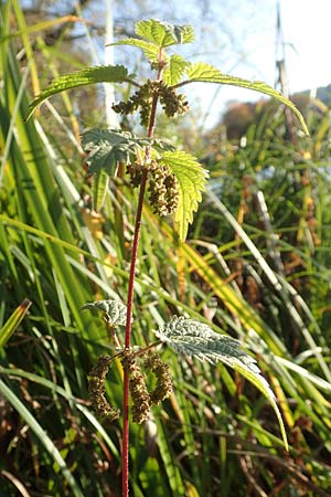 Urtica kioviensis \ Rhricht-Brenn-Nessel, Ukrainische Brenn-Nessel, D Berlin-Charlottenburg 30.10.2017