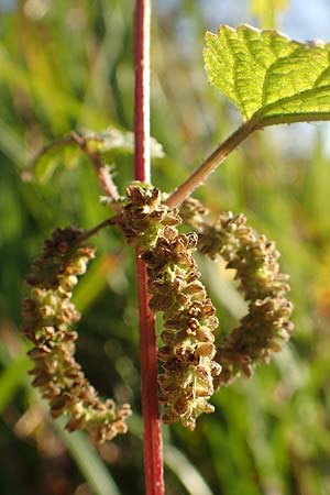 Urtica kioviensis / Kievan Nettle, D Berlin-Charlottenburg 30.10.2017