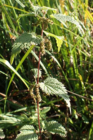 Urtica kioviensis \ Rhricht-Brenn-Nessel, Ukrainische Brenn-Nessel / Kievan Nettle, D Berlin-Charlottenburg 30.10.2017