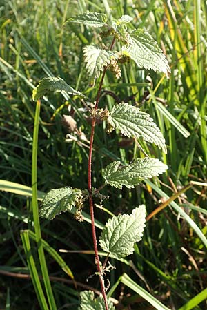 Urtica kioviensis \ Rhricht-Brenn-Nessel, Ukrainische Brenn-Nessel / Kievan Nettle, D Berlin-Charlottenburg 30.10.2017