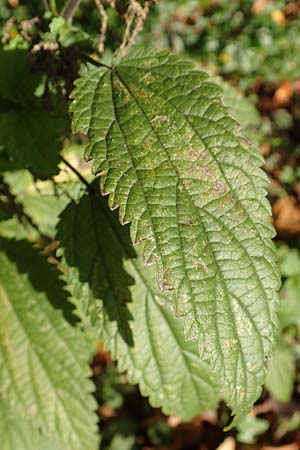 Urtica kioviensis / Kievan Nettle, D Berlin-Charlottenburg 30.10.2017