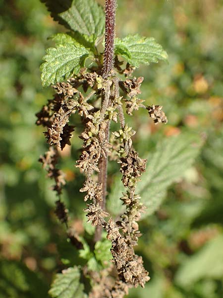 Urtica kioviensis \ Rhricht-Brenn-Nessel, Ukrainische Brenn-Nessel / Kievan Nettle, D Berlin-Charlottenburg 30.10.2017