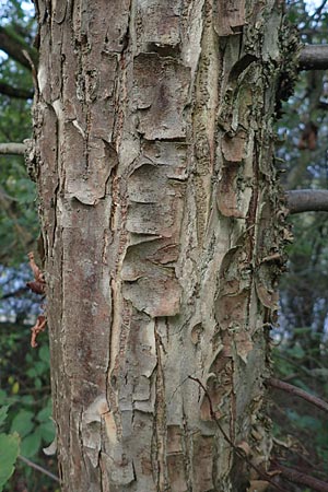 Ulmus laevis / European White Elm, Russian Elm, D Ketsch 7.10.2015