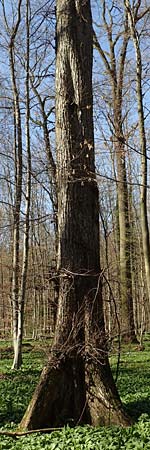 Ulmus laevis \ Flatter-Ulme / European White Elm, Russian Elm, D Bensheim 7.4.2018