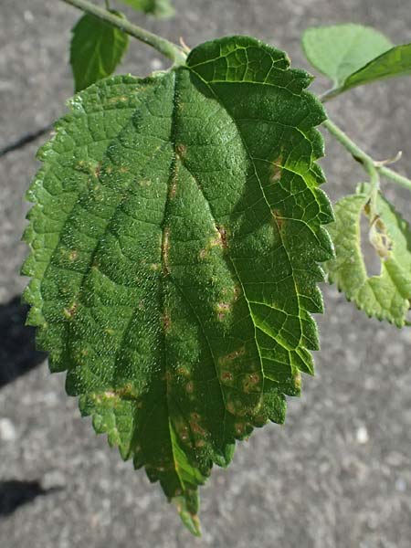 Celtis australis / European Nettle Tree, D Mannheim 10.9.2023