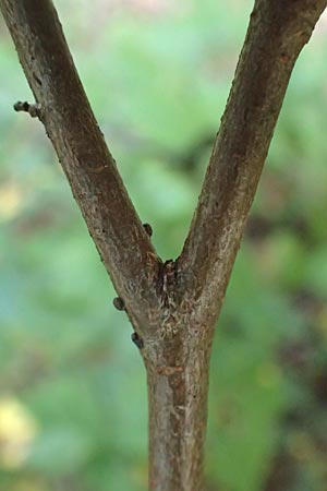 Ulmus minor \ Feld-Ulme, D Ketsch 7.10.2015