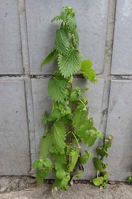 Urtica membranacea \ Geschwnzte Brenn-Nessel / Large-Leaved Nettle, D Ludwigshafen 4.3.2023