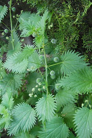 Urtica pilulifera / Roman Nettle, D Botan. Gar.  Universit.  Mainz 11.7.2009