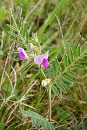 Vicia segetalis \ Korn-Wicke, Getreide-Wicke / Narrow-Leaved Common Vetch, D Gerolzhofen-Sulzheim 9.5.2015