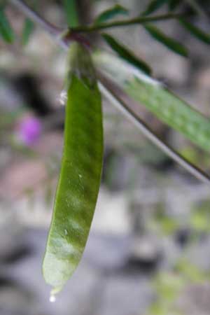 Vicia angustifolia \ Schmalblttrige Futter-Wicke / Narrow-Leaved Vetch, D Mannheim 13.5.2015