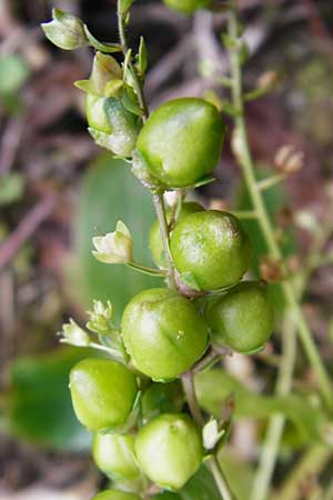 Veronica anagallis-aquatica / Blue Water Speedwell, D Altlussheim 22.7.2015