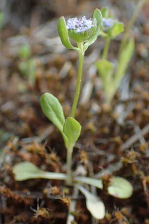 Valerianella locusta \ Feld-Salat / Corn Salad, D Jugenheim an der Bergstraße 22.4.2016