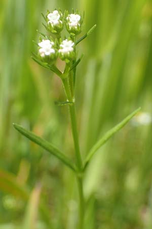 Valerianella rimosa \ Gefurchter Feld-Salat / Broad-Fruited Corn Salad, D Tiefenbronn 26.6.2016