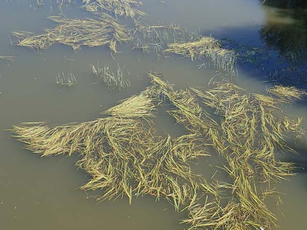 Vallisneria spiralis \ Wasserschraube / Tape Grass, D Ladenburg 6.8.2017