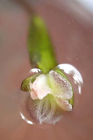 Vallisneria spiralis \ Wasserschraube, D Viernheim 6.10.2017