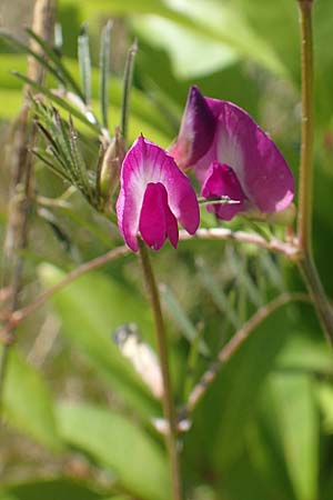 Vicia angustifolia \ Schmalblttrige Futter-Wicke / Narrow-Leaved Vetch, D Heusenstamm 7.5.2018