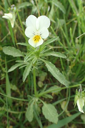 Viola arvensis subsp. megalantha \ Grobltiges Acker-Stiefmtterchen / Field Pansy, D Ottorfszell 13.5.2018