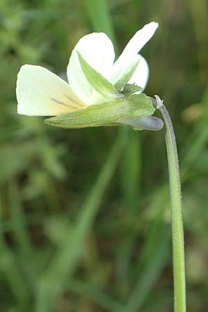 Viola arvensis subsp. megalantha \ Grobltiges Acker-Stiefmtterchen / Field Pansy, D Ottorfszell 13.5.2018