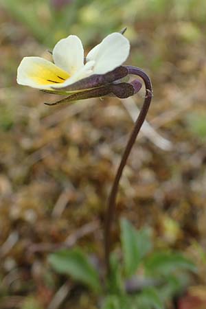 Viola arvensis \ Acker-Stiefmütterchen, D Herborn 25.4.2019