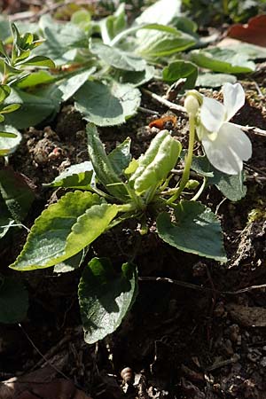 Viola alba subsp. alba \ Weies Veilchen, D Weinheim an der Bergstraße 31.3.2020