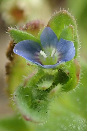 Veronica arvensis \ Feld-Ehrenpreis / Wall Speedwell, D Schwetzingen 3.4.2020