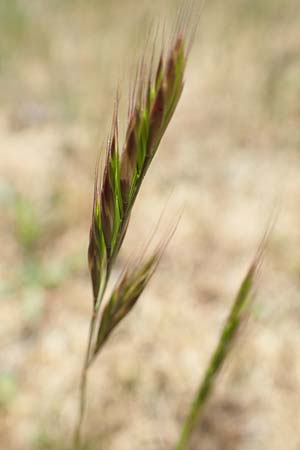 Festuca ambigua \ Atlantischer Federschwingel, D Hockenheim 16.5.2020