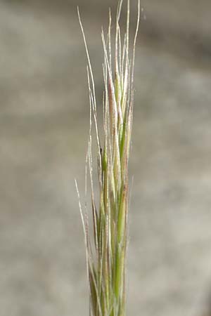 Festuca ambigua \ Atlantischer Federschwingel / Purple Fescue, D Mannheim 1.6.2020