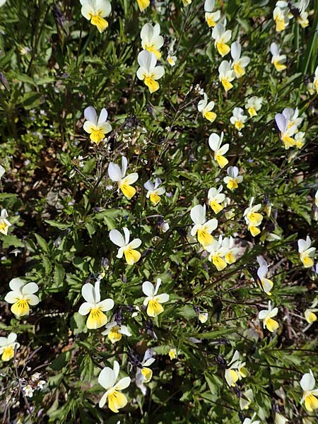 Viola arvensis \ Acker-Stiefmütterchen / Field Pansy, D Wald-Michelbach 25.4.2021